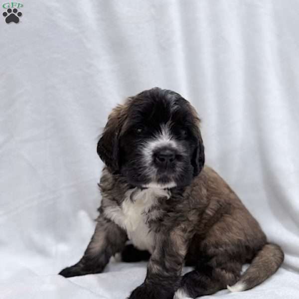 Gray, Saint Berdoodle Puppy